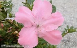 Autumn Debutante Encore Azalea - 6 Pack Of 1 Gallon Pots 7 Autumn Debutante Encore Azalea - 6 Pack Of 1 Gallon Pots -Shrub Plant Shop Encore Azalea Debutante 3 50