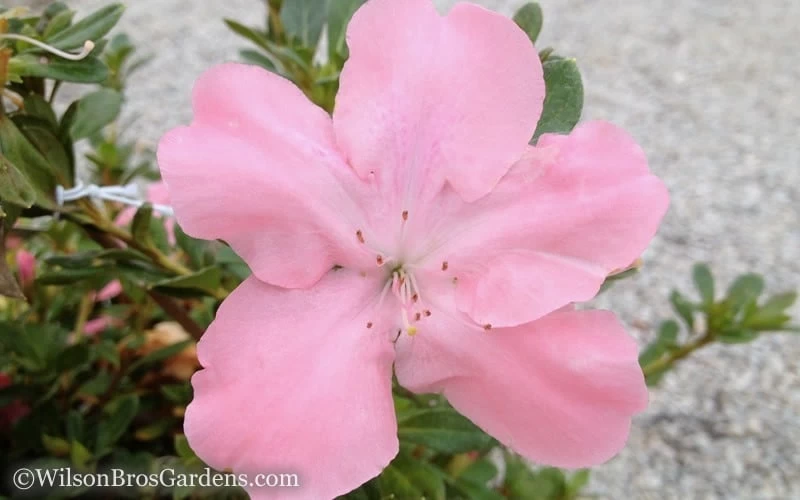 Autumn Debutante Encore Azalea - 6 Pack Of 1 Gallon Pots 4 Autumn Debutante Encore Azalea - 6 Pack Of 1 Gallon Pots - Image 4
