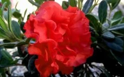 Autumn Embers Encore Azalea - 7 Gallon Pot 10 Autumn Embers Encore Azalea - 7 Gallon Pot -Shrub Plant Shop Encore Azalea Embers 1 1