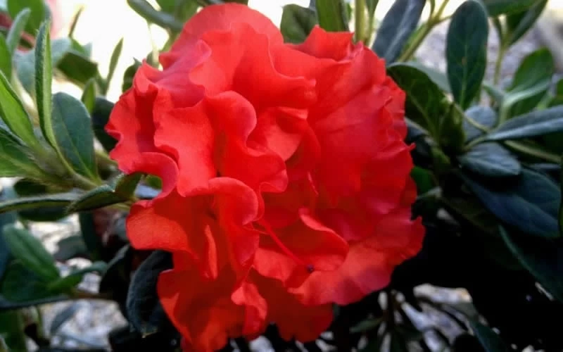 Autumn Embers Encore Azalea - 7 Gallon Pot 5 Autumn Embers Encore Azalea - 7 Gallon Pot - Image 5