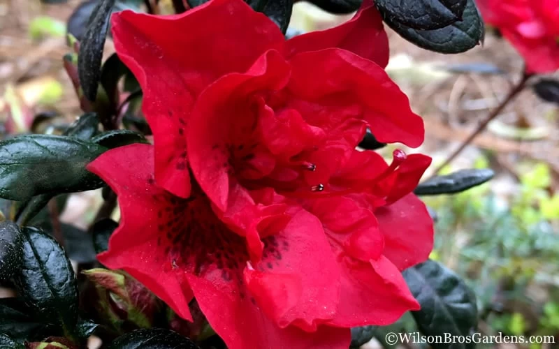 Autumn Fire Encore Azalea - 2 Gallon Pot 6 Autumn Fire Encore Azalea - 2 Gallon Pot - Image 6