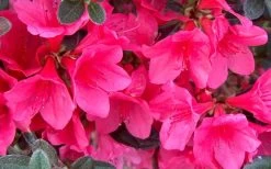 Autumn Ruby Encore Azalea - 2 Gallon Pot 8 Autumn Ruby Encore Azalea - 2 Gallon Pot -Shrub Plant Shop Encore Azalea Ruby 1