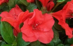Autumn Sunset Encore Azalea - 6 Pack Of 1 Gallon Pots -Shrub Plant Shop Encore Azalea Sunset 1