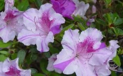 Autumn Twist Encore Azalea - 7 Gallon Pot -Shrub Plant Shop Encore Azalea Twist 1 1