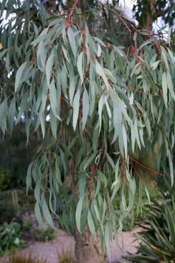 Angus Cold Hardy Eucalyptus Tree (Eucalyptus Nicholii) - 6 Pack Of 1 Gallon Pots -Shrub Plant Shop Eucalyptus Angus 15
