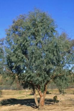 Angus Cold Hardy Eucalyptus Tree (Eucalyptus Nicholii) - 6 Pack Of 1 Gallon Pots -Shrub Plant Shop Eucalyptus Angus 17