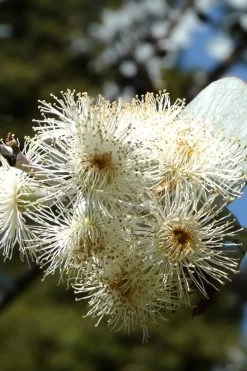 Bluey Cold Hardy Eucalyptus Tree (Eucalyptus Pulverulenta) - 3 Gallon Pot -Shrub Plant Shop Eucalyptus Bluey 6