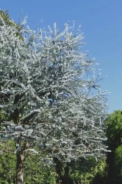 Bluey Cold Hardy Eucalyptus Tree (Eucalyptus Pulverulenta) - 2 Gallon Pot -Shrub Plant Shop Eucalyptus Bluey 7 1