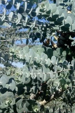 Bluey Cold Hardy Eucalyptus Tree (Eucalyptus Pulverulenta) - 3 Gallon Pot -Shrub Plant Shop Eucalyptus Bluey 8