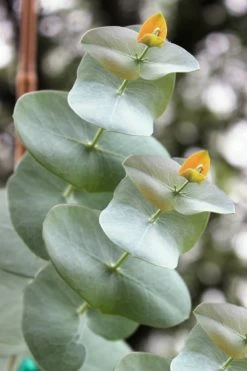 Luna Cold Hardy Eucalyptus Tree (Eucalyptus Perriniana) - 1 Gallon Pot -Shrub Plant Shop Eucalyptus Luna 1