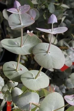 Luna Cold Hardy Eucalyptus Tree (Eucalyptus Perriniana) - 1 Gallon Pot -Shrub Plant Shop Eucalyptus Luna 13