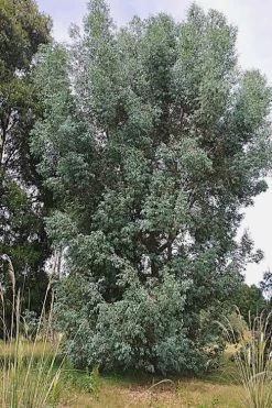Luna Cold Hardy Eucalyptus Tree (Eucalyptus Perriniana) - 1 Gallon Pot -Shrub Plant Shop Eucalyptus Luna 5