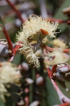 Luna Cold Hardy Eucalyptus Tree (Eucalyptus Perriniana) - 1 Gallon Pot -Shrub Plant Shop Eucalyptus Luna 6