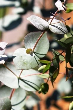 Maggie Cold Hardy Eucalyptus Tree (Eucalyptus Nova Anglica) - 1 Gallon Pot -Shrub Plant Shop Eucalyptus Maggie 10