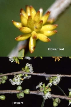 Skinny Minny Hardy Eucalyptus Tree (Eucalyptus Moorei) - 6 Pack Of 1 Gallon Pots -Shrub Plant Shop Eucalyptus Skinny Minny 1