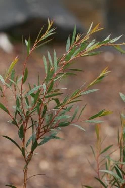 Skinny Minny Hardy Eucalyptus Tree (Eucalyptus Moorei) - 6 Pack Of 1 Gallon Pots -Shrub Plant Shop Eucalyptus Skinny Minny 2