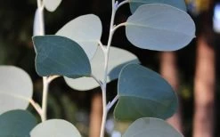 Mappa Tassie Cold Hardy Eucalyptus Tree (Eucalyptus Pauciflora) - 3 Gallon Pot -Shrub Plant Shop Eucalyptus Tree Mappa Tassie Pauciflora Snow Gum