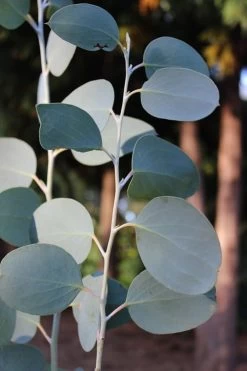 Mappa Tassie Cold Hardy Eucalyptus Tree (Eucalyptus Pauciflora) - 3 Gallon Pot -Shrub Plant Shop Eucalytptus Mappa Tassie BS