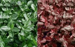 Purple Wintercreeper - Euonymus Fortunei Coloratus - 3 Pack Of Pint Pots -Shrub Plant Shop Euonymus Coloratus Purple Winter Creeper 50 1
