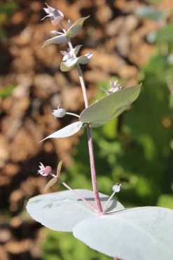 Maggie Cold Hardy Eucalyptus Tree (Eucalyptus Nova Anglica) - 1 Gallon Pot -Shrub Plant Shop Eusalyptus Maggie 1 500x750 1