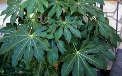 Fatsia Japonica (Japanese Aralia / Glossy Paper Plant) - 7 Gallon Pot (2-3') -Shrub Plant Shop Fatsia Japanese Aralia 1
