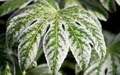 Spider's Web Fatsia - Japanese Aralia Paper Plant - 1 Gallon Pot -Shrub Plant Shop Fatsia Spider Web close Up 1