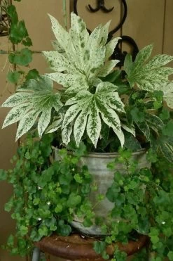 Spider's Web Fatsia - Japanese Aralia Paper Plant - 1 Gallon Pot -Shrub Plant Shop Fatsia Spiders Web 21 1