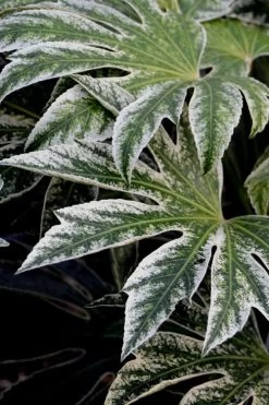 Spider's Web Fatsia - Japanese Aralia Paper Plant - 1 Gallon Pot -Shrub Plant Shop Fatsia Spiders Web 24 1