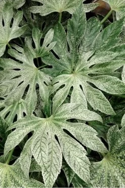 Spider's Web Fatsia - Japanese Aralia Paper Plant - 1 Gallon Pot -Shrub Plant Shop Fatsia Spiders Web 33 1