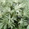 Spider's Web Fatsia - Japanese Aralia Paper Plant - 1 Gallon Pot