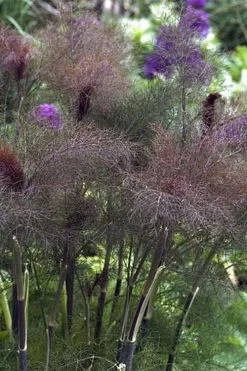 Bronze Fennel (Foeniculum Vulgare 'Purpureum') - 1 Gallon Pot 17 Bronze Fennel (Foeniculum Vulgare 'Purpureum') - 1 Gallon Pot -Shrub Plant Shop Fennel Bronze 1