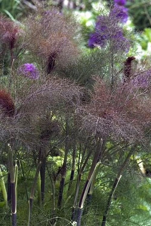 Bronze Fennel (Foeniculum Vulgare 'Purpureum') - 1 Gallon Pot 9 Bronze Fennel (Foeniculum Vulgare 'Purpureum') - 1 Gallon Pot - Image 9
