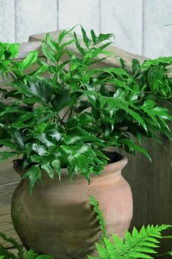 Japanese Holly Fern - Cyrtomium Falcatum 'Rochfordianum' - 2.5 Quart Pot -Shrub Plant Shop Fern Japanese Holly 8