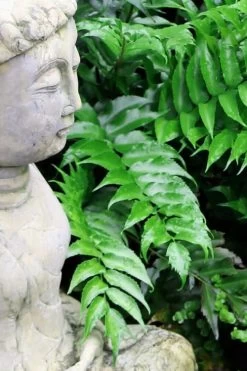 Japanese Holly Fern - Cyrtomium Falcatum 'Rochfordianum' - 2.5 Quart Pot -Shrub Plant Shop Fern Japanese Holly 9