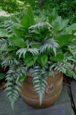 Japanese Painted Fern - 5 Pack Of Quart Pots -Shrub Plant Shop Fern Japanese Painted 19