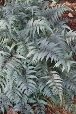 Japanese Painted Fern - 5 Pack Of Quart Pots -Shrub Plant Shop Fern Japanese Painted 500x750 1