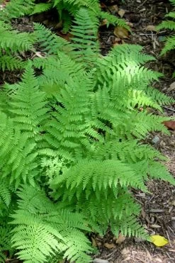 Southern Wood Fern (Thelypteris Kunthii) 2.5 Quart Pot -Shrub Plant Shop Fern Southern Wood Kunthii