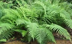 Southern Wood Fern (Thelypteris Kunthii) 2.5 Quart Pot -Shrub Plant Shop Fern Southern Wood Kunthii 3