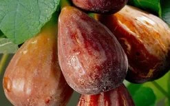 Brown Turkey Fig Tree - 3 Gallon Pot -Shrub Plant Shop Fig Brown Turkey 20