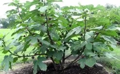 Chicago Cold Hardy Fig Tree - 1 Gallon Pot -Shrub Plant Shop Fig Chicago Cold Hardy 1