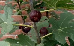 Chicago Cold Hardy Fig Tree - 1 Gallon Pot -Shrub Plant Shop Fig Chicago Cold Hardy
