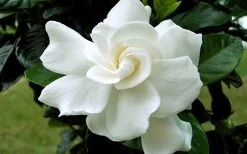 August Beauty Gardenia (Single Trunk Topiary Tree) - 5 Gallon Pot 9 August Beauty Gardenia (Single Trunk Topiary Tree) - 5 Gallon Pot -Shrub Plant Shop Gardenia August Beauty Flower Closeup