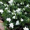 Radicans Creeping Dwarf Gardenia - 6 Pack Of 1 Gallon Pots