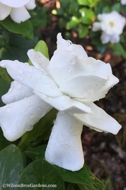 Crown Jewel Gardenia - 1 Gallon Pot 11 Crown Jewel Gardenia - 1 Gallon Pot -Shrub Plant Shop Gardenia Crown Jewel 1