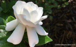 Crown Jewel Gardenia - 1 Gallon Pot 14 Crown Jewel Gardenia - 1 Gallon Pot -Shrub Plant Shop Gardenia Crown Jewel 4