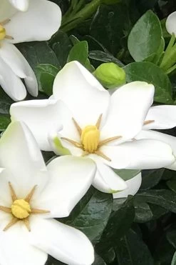 Hardy Fragrant Daisy Gardenia Bush - 6 Pack Of 1 Gallon Pots -Shrub Plant Shop Gardenia Daisy 21