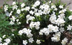 Hardy Fragrant Daisy Gardenia Bush - 6 Pack Of 1 Gallon Pots -Shrub Plant Shop Gardenia Daisy Blooms 2