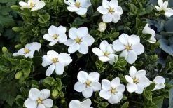 Hardy Fragrant Daisy Gardenia Bush - 6 Pack Of 1 Gallon Pots -Shrub Plant Shop Gardenia Daisy Blooms