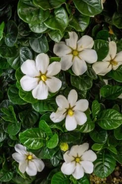 Diamond Spire Gardenia - 3 Gallon Pot -Shrub Plant Shop Gardenia Diamond Spire 2