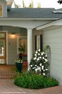 Diamond Spire Gardenia - 3 Gallon Pot -Shrub Plant Shop Gardenia Diamond Spire 5